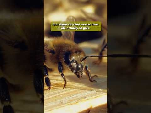 Urban beekeeping in surprising places || #bee #beekeeping #cities #urbanbeekeeping